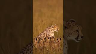 Strong Cheetah Mother Protecting Her Babies 🐆✨ #nature #shorts #wildlife