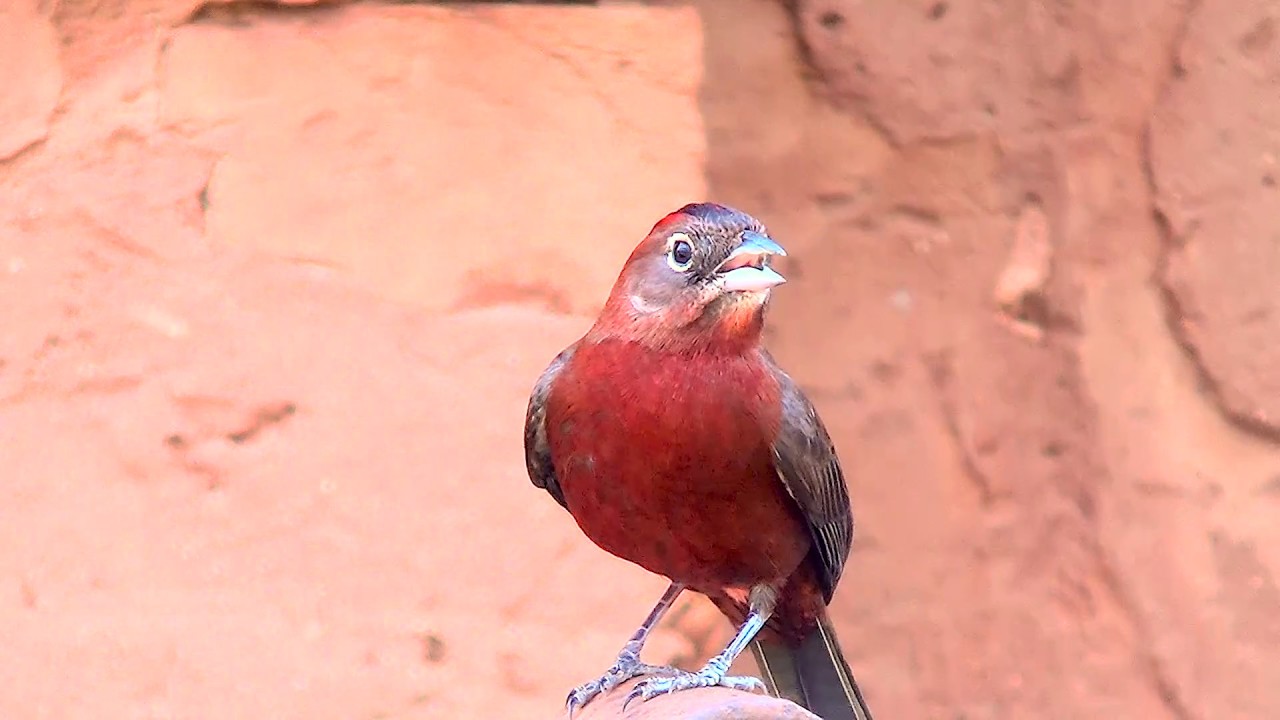 Tico-tico-rei, Lanio cucullatus, Red-crested Finch, Família Thraupidae