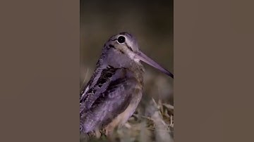 meep bird (NOT MINE)