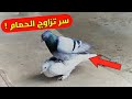 سر تزاوج الحمام كيف يتزاوج الحمام 