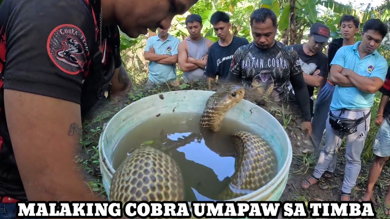 KIKILABUTAN KA COBRA UMAPAW SA TIMBA SA SOBRANG LAKI.NAGCARLAN LAGUNA