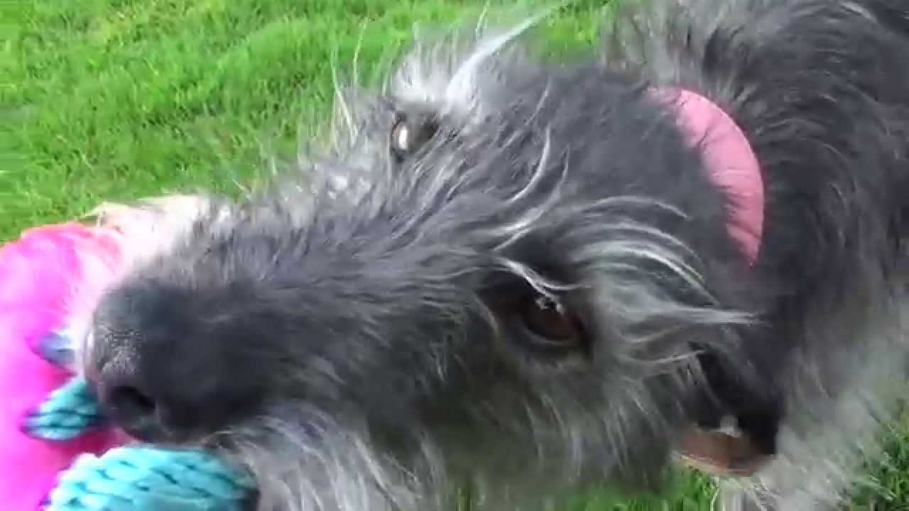 bedlington terrier lurcher