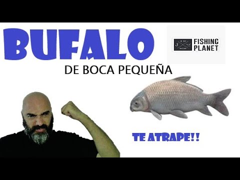 Video: ¿Puedes atrapar búfalos de boca grande?