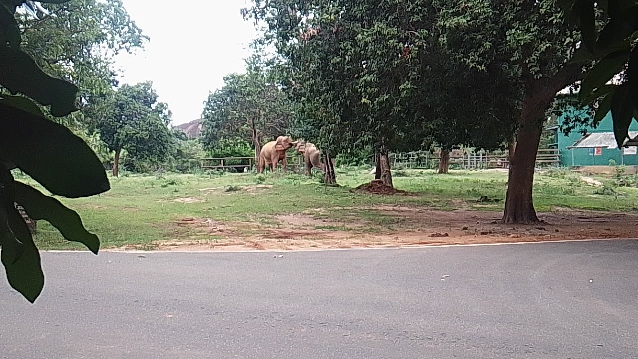 සිතුල්පව්ව කූරා.. 𝘮𝘰𝘳𝘯𝘪𝘯𝘨 𝘷𝘪𝘣𝘦 @ 𝘴𝘪𝘵𝘩𝘶𝘭𝘱𝘢𝘩𝘶𝘸𝘢