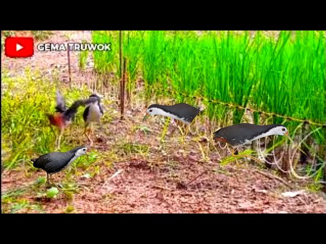 Jerat burung ruak ruak di kebun padi #ruakruak#birdtrap class=