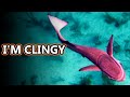 Remora Facts The Shark Sucker Animal Fact Files 