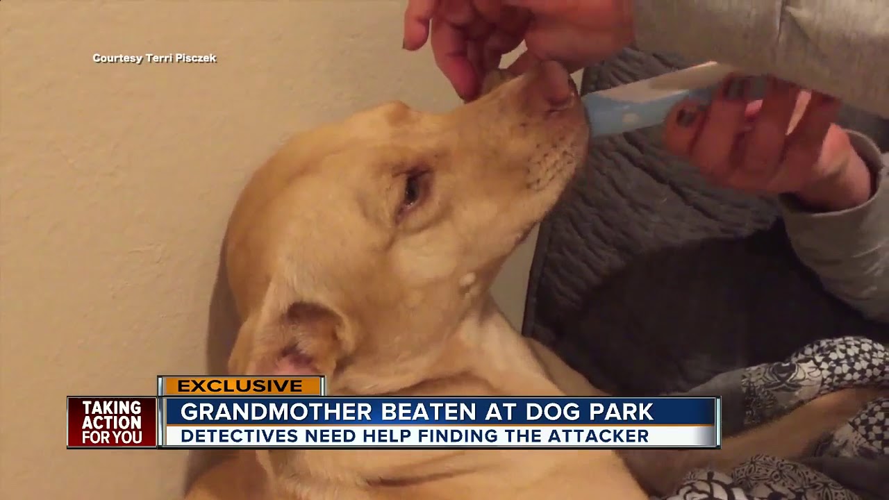 Grandma allegedly attacked at Tampa dog park, detectives searching for couple involved in argument