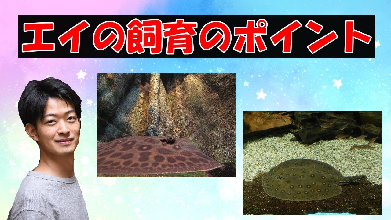 エイの飼育のポイント Youtube