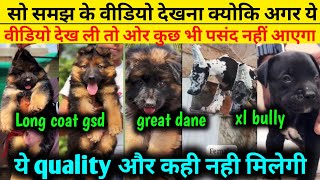 High quality | Full long coat gsd | marley great dane | Xl size American bully for sale