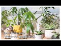 インテリアにおすすめ!お家で育てやすい観葉植物8選🪴
