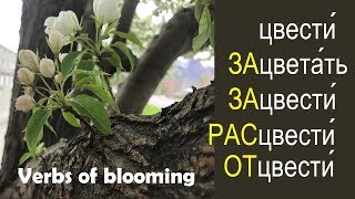 Intermediate Russian. “Blooming” Verbs: ЦВЕСТИ with prefixes ЗА-, РАЗ-, ОТ-