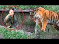 Тигр скинул китайских браконьеров в яму с кольями, расквитавшись за маму