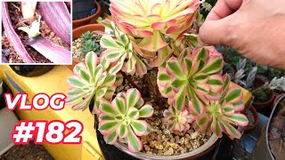 PROPAGATE Aeonium LEAVES & GROW Echeveria LEAVES on STRING| VLOG #182  Growing Succulents with LizK