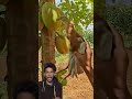 Mewa Khana Gako Charo Tai Fasyo Agriculture Farming Satisfying Trending Shortvideos Shorts 