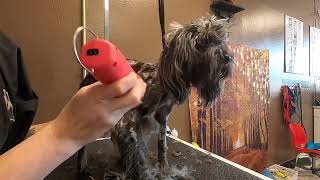 Let’s talk about puppy coats; matted dog grooming by Size Matters Dog Grooming 118 views 1 year ago 2 minutes, 58 seconds