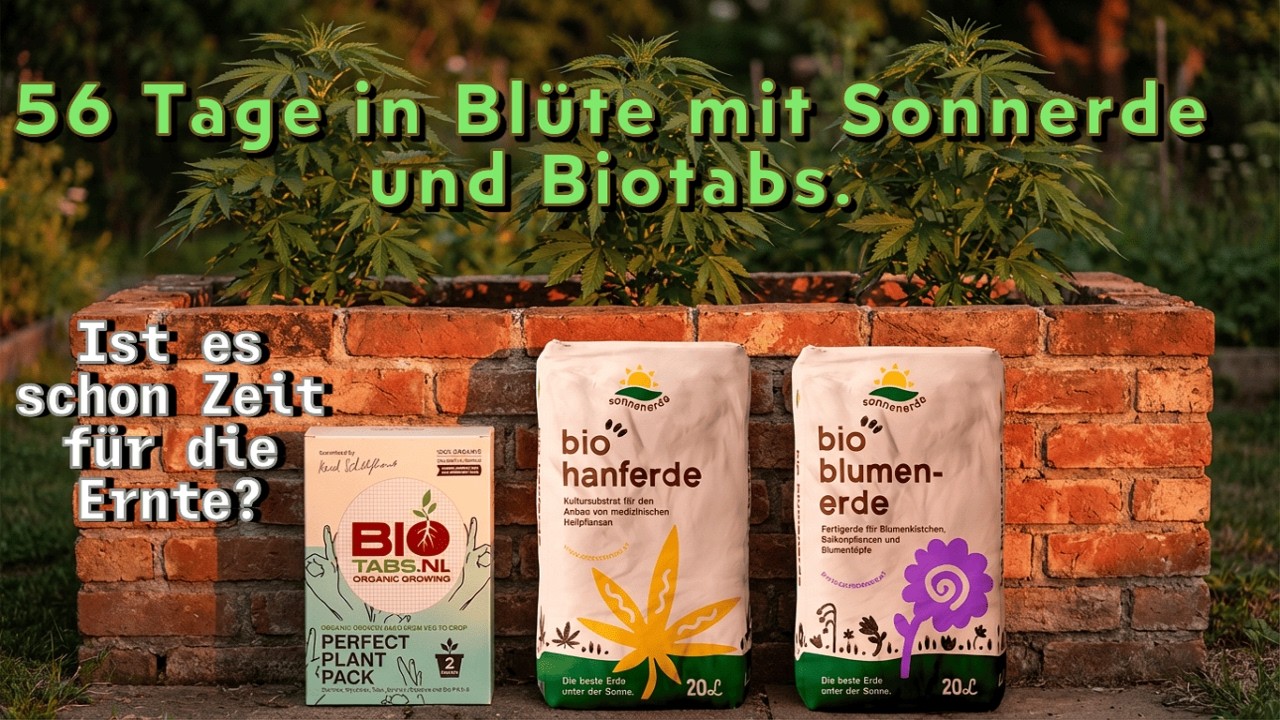 Ja es muss geerntet werden. Die Pflanzen sind einfach reif, wenn auch wie ich finde zu früh.