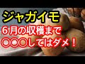 【ジャガイモ】収穫間近！この時期に絶対やってはいけないことや、やったら逆効果になること、そしてやって欲しいことを解説します。このまま無事に大きな芋を獲りましょう！