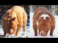 Pitbulls Gigantes   Valentões Americanos! Melhor Compilação De Vídeo Sobre Bully Pitbull # 04   2020