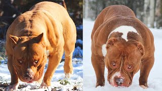 Pitbulls Gigantes   Valentões Americanos! Melhor Compilação De Vídeo Sobre Bully Pitbull # 04   2020