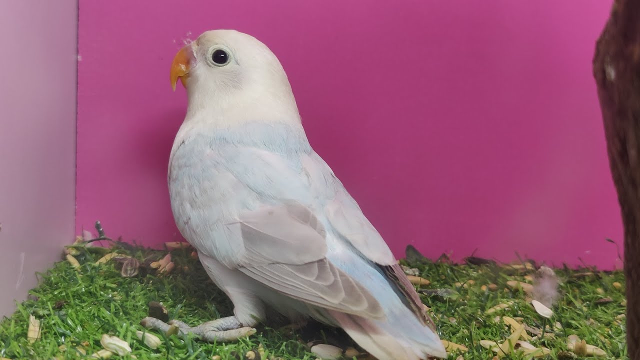 Blue Dilute Blue Dilute Self Chick Beauty of Dilute lovebirds 