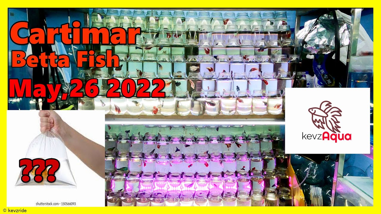 Buying Betta Fish at Cartimar Betta tank Unboxing (With English