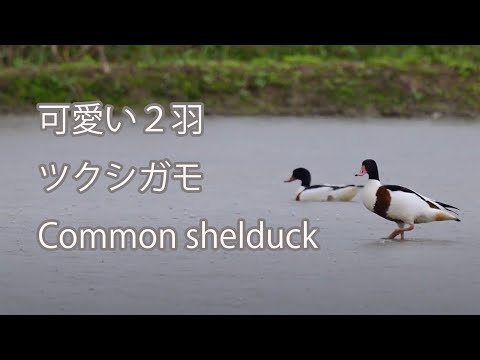 【可愛い２羽】ツクシガモ Common shelduck