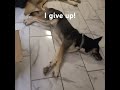 When your partners give up! 🤣 🤣 #short #scorpionmetals #dogs