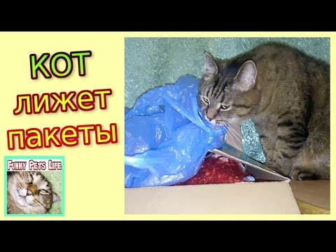 Кот лижет пакеты. Зачем кот Жулик лижет пакеты?