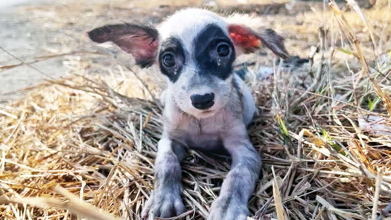 Малышка плакала и прочила помощи, ее бросили погибать в безлюдном месте ...
