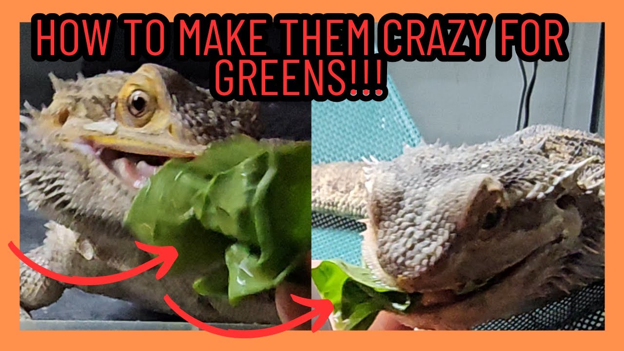 HOW TO FEED BEARDED DRAGON GREENS AND GET THEM EXCITED! YouTube