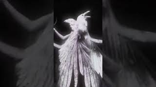 Skyplaya Endlessdrxin  Risvelium