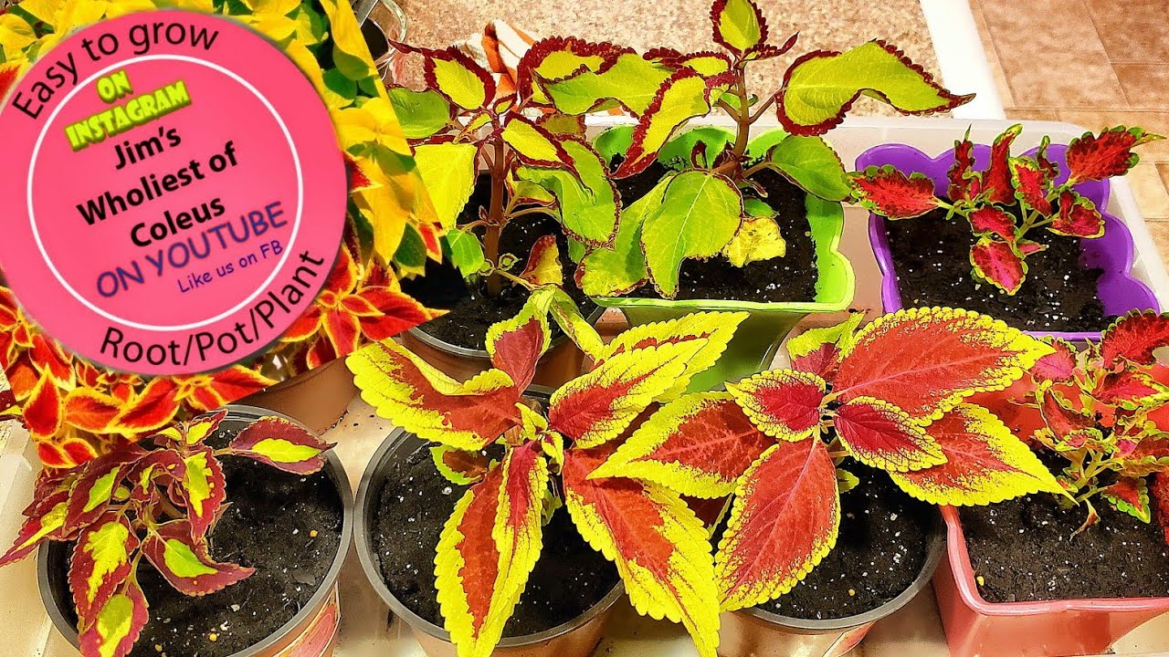 Potting up some Beautiful Late Coleus Arrivals!!! YouTube