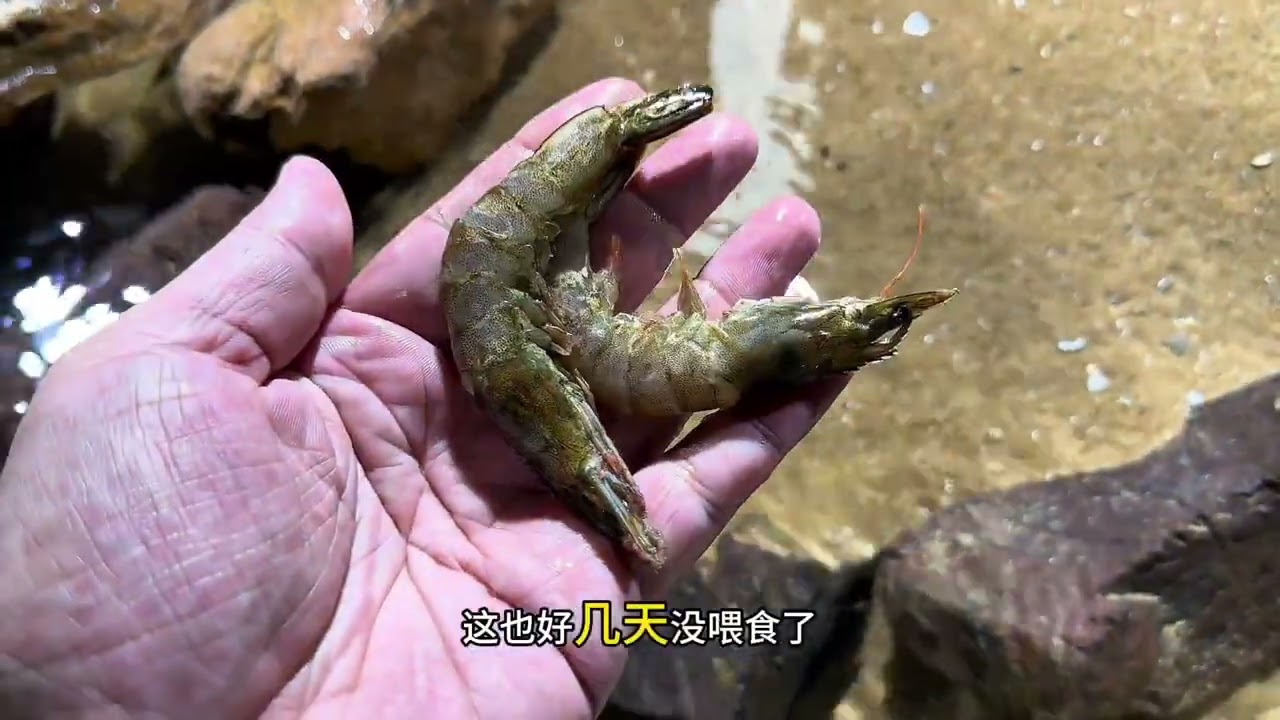 百蟹缸2.0第27天 小狗鲨危了、牛角入缸了