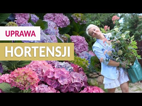 Wideo: Uprawa hortensji na zewnątrz na Uralu