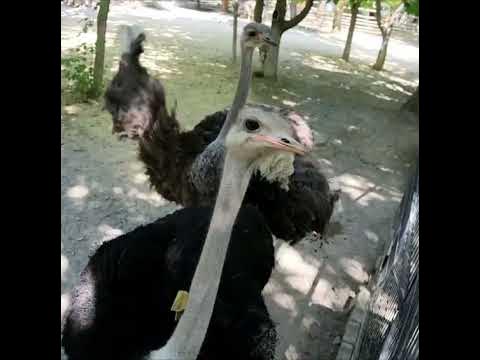 Папа страус на яйцах #tashkentzoo #shortsyoutube #ostrichegg - YouTube