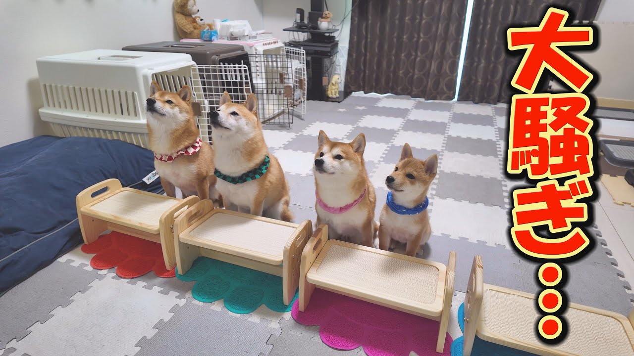 芝犬です。 When we held the festival, the resident dogs got too excited and