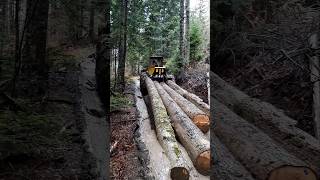 LKT 81 Turbo im Wald 🌲❄️ Holztransport #lkt81 #forstwirtschaft #holztransport #holzrueckung #lkt