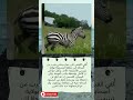 هرب من أصحابه وانتهى به الأمر م حلق ا في الجو هرب من أصحابه وانتهى به الأمر م حلق ا في الجو