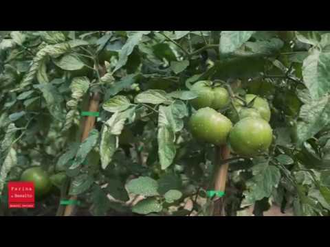 Video: Farina Di Ossa In Orticoltura E Orticoltura
