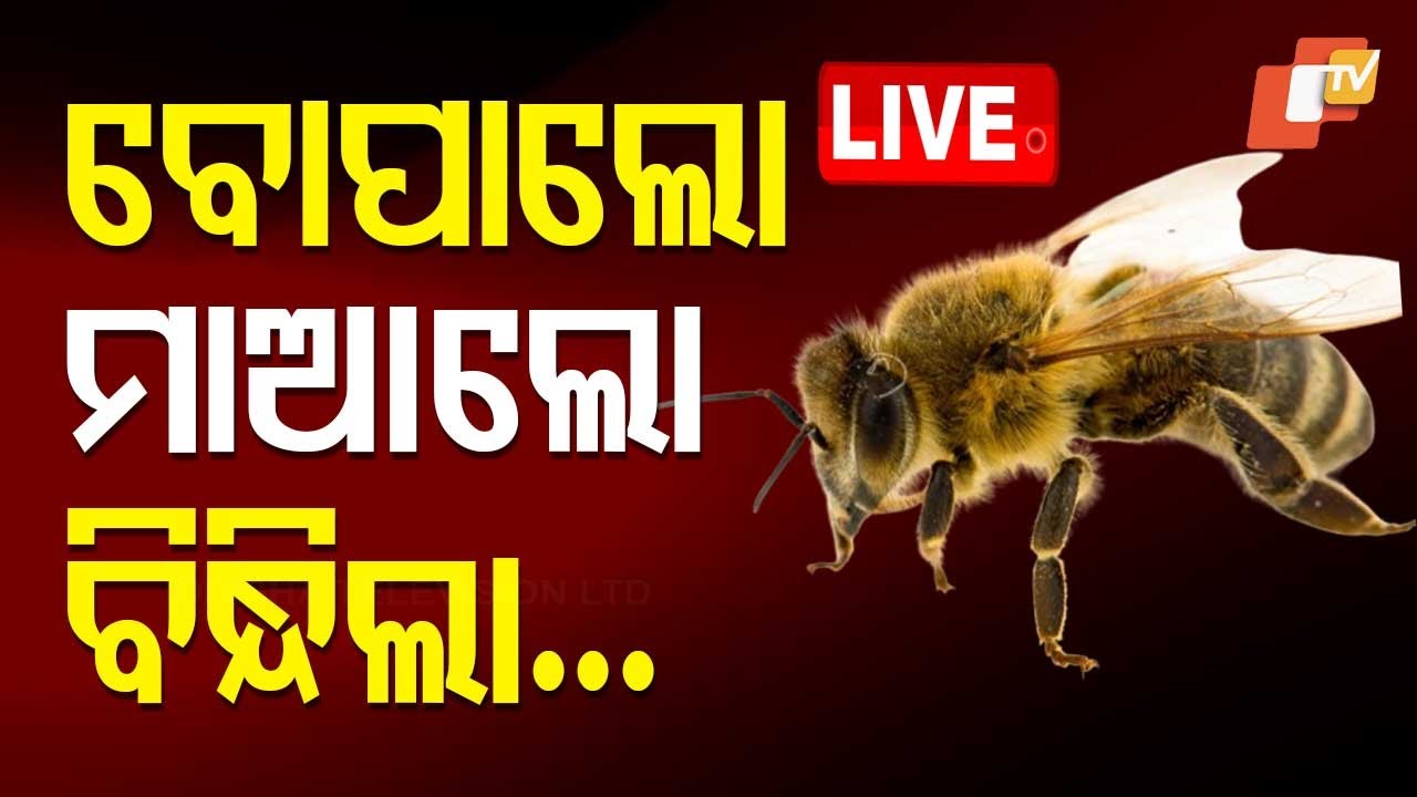 LIVE | ବିକ୍ଷୋଭ ଚାଲିଥିଲା, ଗୋଡ଼େଇଲେ ମହୁମାଛି | Bee attack in Bhubaneswar | Congress Protest