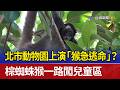 北市動物園上演「猴急逃命」？ 棕蜘蛛猴一路闖兒童區