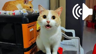 SUARA KUCING BETINA  AYO PRANK KUCINGMU