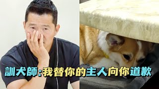 柯基被母親霸凌三年直到尿血一家人卻選擇偏袒說都是它的錯訓犬師登門為它洗刷冤屈最後還親口向它說聲對不起