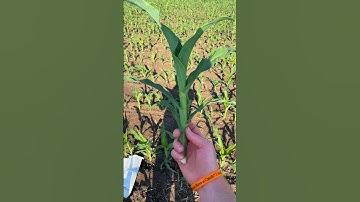 Have you pulled a tissue sample before? #agriculture #farming #agronomy