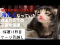 冷たくなっていた子猫の保護、13日目