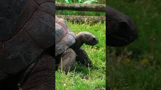 Working Through Monday Like: An Aldabra Tortoise  #wildlife #animals #zoo