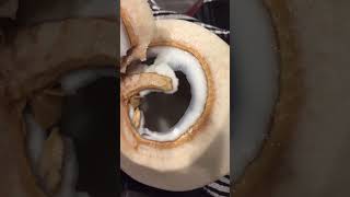 How to tell when a coconut has gone bad. #diy #coconutwater #coconut Details