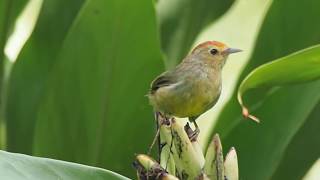1080906東湖山區活潑好動的山紅頭（Stachyris ruficeps）