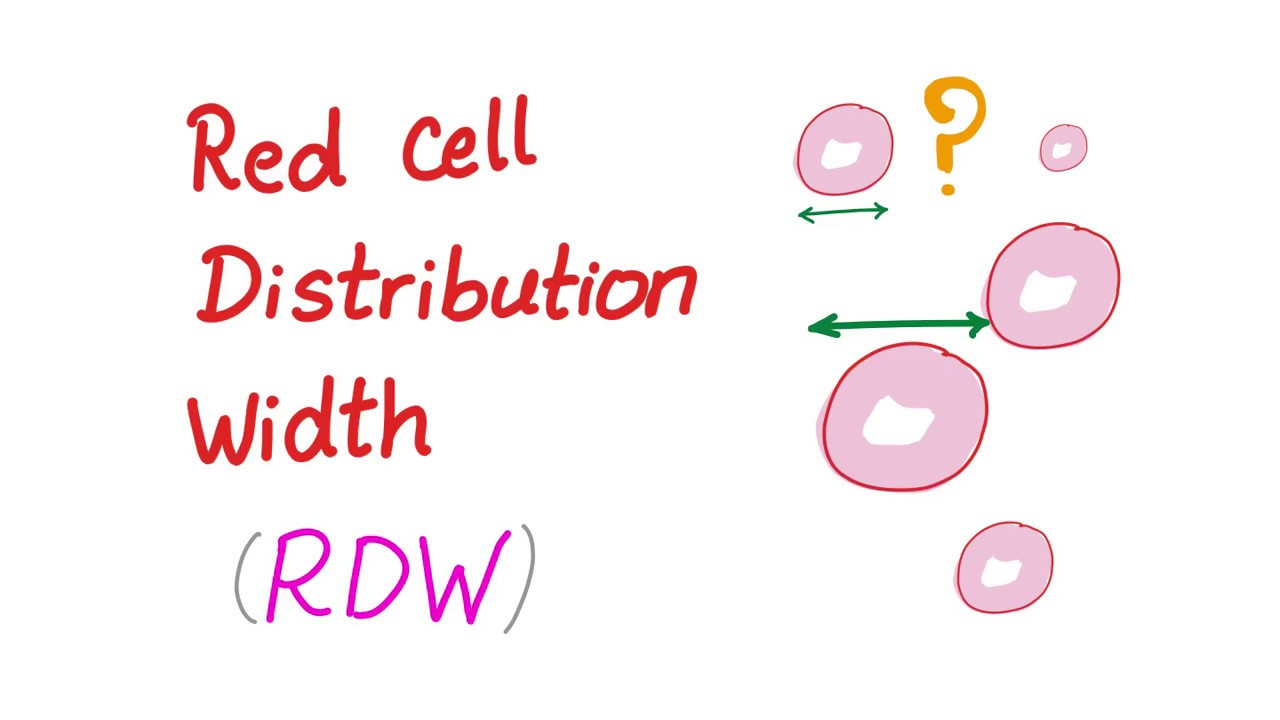 td width  2022  Red Cell Distribution Width (RDW); What Does This Lab Test REALLY Mean?