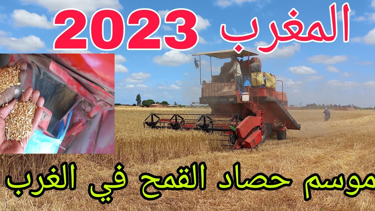 دخل تشوف خيرات تبرك الله حصاد القمح في الغرب المغرب منطقة الغرب مشرع بلقصيري 🇲🇦🇲🇦🇲🇦🇲🇦